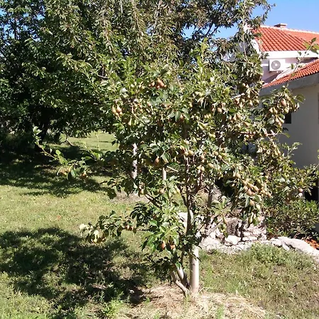 Mujagic *